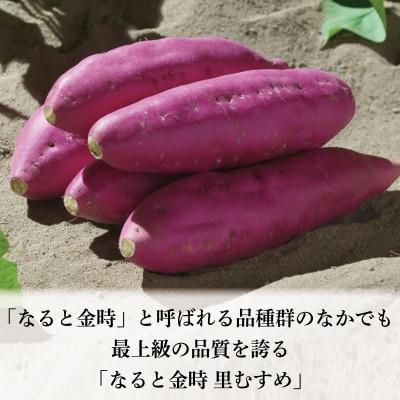 さつまいも 鳴門金時 5kg 2026年1月発送 なると金時 Mサイズ 里むすめ