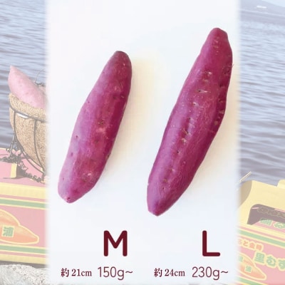 さつまいも 鳴門金時 5kg 2026年1月発送 なると金時 Mサイズ 里むすめ