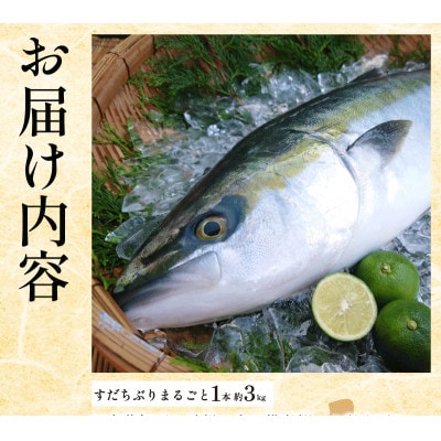 ぶり ラウンド すだちぶり 丸ごと1本 約3kg