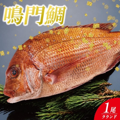 【9月～12月発送】鳴門鯛 1kg ラウンド 1尾