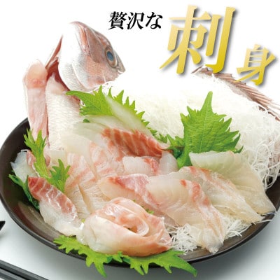 【9月～12月発送】鳴門鯛 1kg ラウンド 1尾