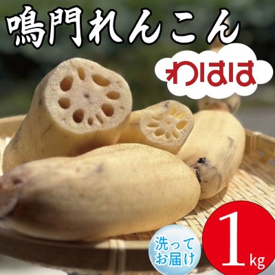 鳴門れんこん 洗いれんこん わはは 1kg 農家直送 徳島
