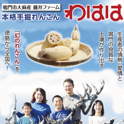鳴門れんこん 洗いれんこん わはは 1kg 農家直送 徳島