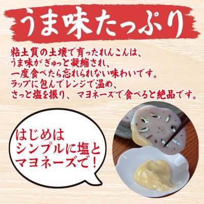 鳴門れんこん 洗いれんこん わはは 1kg 農家直送 徳島