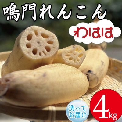 鳴門れんこん 洗いれんこん わはは 4kg 農家直送 徳島