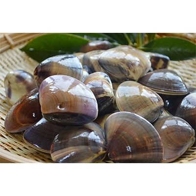 ぷりっぷりの食感がたまらない 大洗産鹿島灘はまぐり 3kg お礼品詳細 ふるさと納税なら さとふる ぷりっぷりの食感がたまらない 大洗産鹿島灘はまぐり 3kg お礼品詳細 ふるさと納税なら さとふる