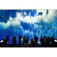 アクアワールド茨城県大洗水族館年間パスポート引換券　大人1名様分 | ふるさと納税のお礼品