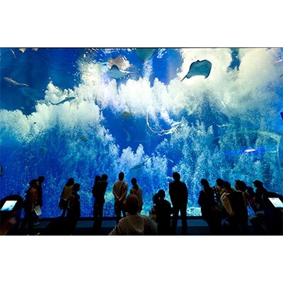 アクアワールド茨城県大洗水族館年間パスポート引換券 大人1名様、小・中学生1名様分