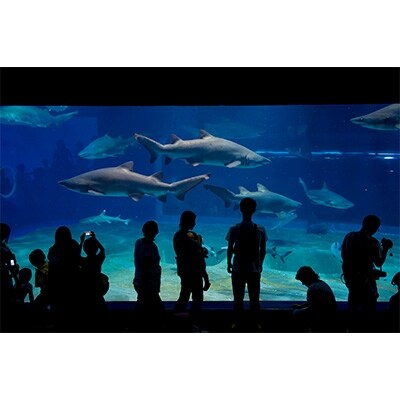 アクアワールド茨城県大洗水族館年間パスポート引換券 大人1名様、小・中学生1名様分
