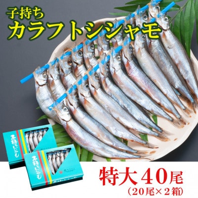 子持ちカラフトシシャモ40尾(20尾×2箱)