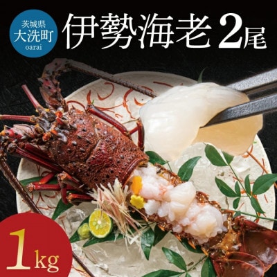 生冷凍 伊勢海老 2尾 1kg AP031