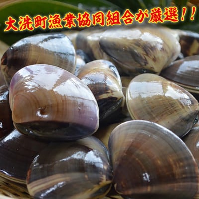 ぷりっぷりの食感がたまらない! 大洗産鹿島灘はまぐり　2kg(大玉)
