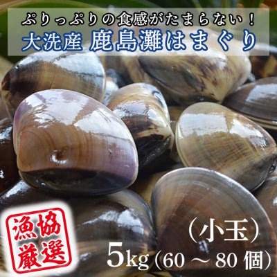 ぷりっぷりの食感がたまらない! 大洗産鹿島灘はまぐり　5kg(小玉) | ふるさと納税のお礼品