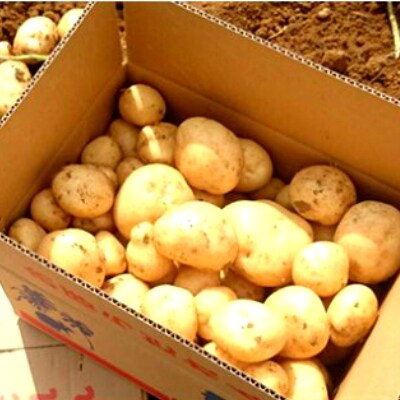 徳之島じゃがいも10kg