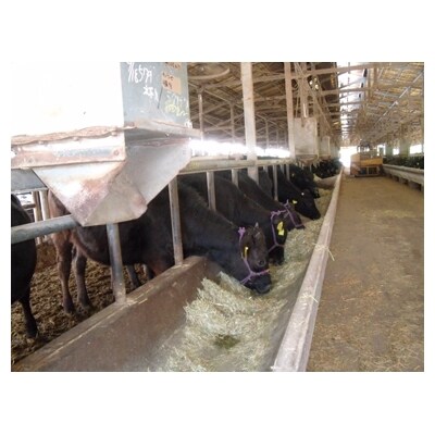 鹿児島黒毛和牛極上焼肉セット