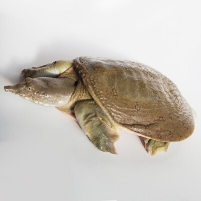 ~長寿子宝の島~すっぽん血粉カプセル缶