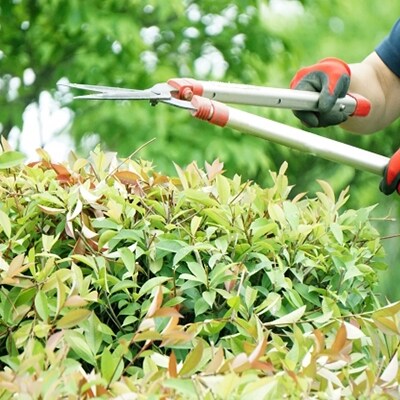 徳之島のご実家や知人宅のお庭の植木剪定サービス