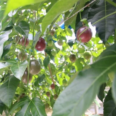 富山農園の自宅用パッションフルーツ3kg