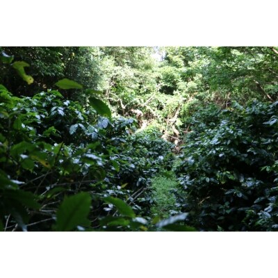 宮出珈琲園ペア1日農業体験&伝泊2泊