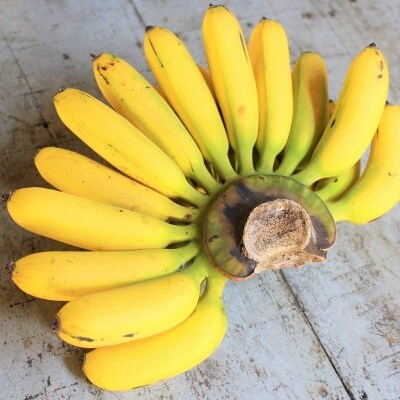 貞さんの島バナナ6kg お礼品詳細 ふるさと納税なら さとふる