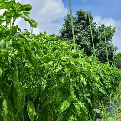 Pesto 徳之島(ジェノベーゼソース)