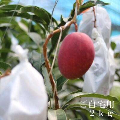 盛賢史さん家のマンゴー2kg(自宅用)