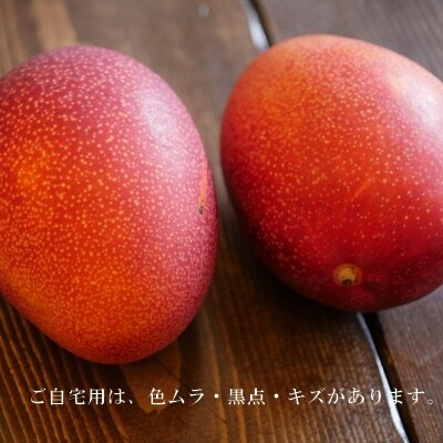 盛賢史さん家のマンゴー2kg(自宅用)