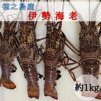 徳之島産「伊勢海老」約1kg