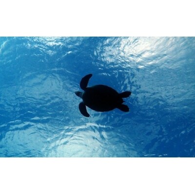 【鹿児島徳之島】ファンダイビング半日券『HAPPYFEWDIVING』