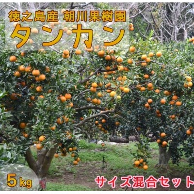 サイズ混合 徳之島産 朝川果樹園 タンカン 5kg