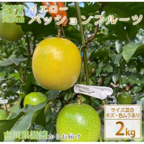 徳之島 天城町 吉川果樹園  家庭用 イエローパッションフルーツ 約2kg パッションフルーツ 