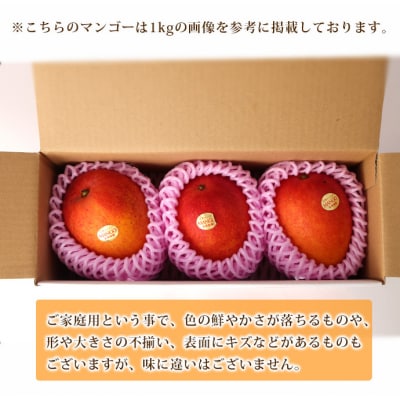 【2026年発送】【先行受付】徳之島 天城町産 宝果樹園 完熟 マンゴー ご家庭用 2kg