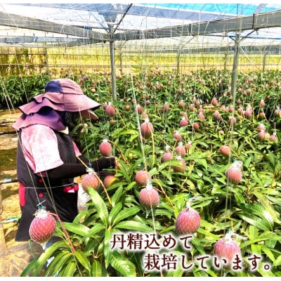 【2026年発送】【先行受付】徳之島 天城町産 宝果樹園 完熟 マンゴー A品 2kg 贈答用