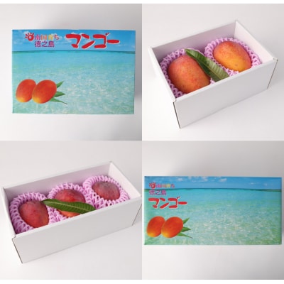 【2026年発送】【先行受付】徳之島 天城町産 島マンゴー園 完熟 マンゴー A品 1kg