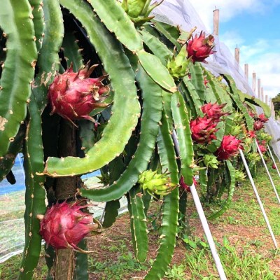 【2026年発送分】ご家庭用 徳之島 天城町産ドラゴンフルーツ 白色 約2kg
