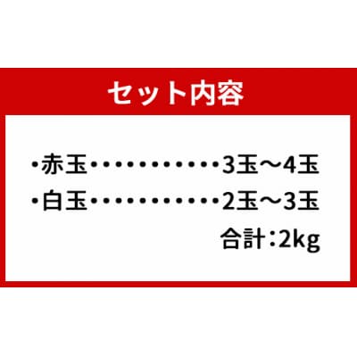【2025年発送分】ご家庭用 徳之島 天城町産ドラゴンフルーツ 赤白混合 約2kg