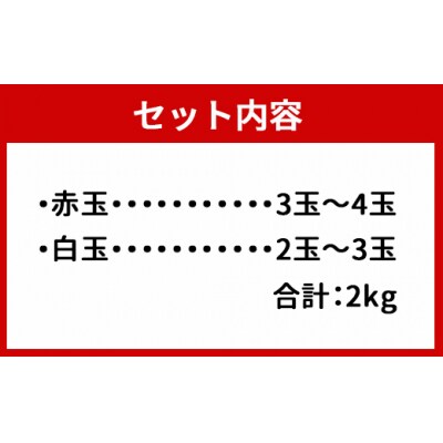 【2026年発送分】ご家庭用 徳之島 天城町産ドラゴンフルーツ 赤白混合 約2kg