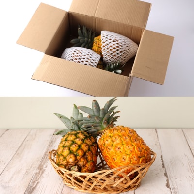 徳之島 天城町産 パイナップル 約2kg 2玉～3玉 スムースカイエン パイン フルーツ 果物