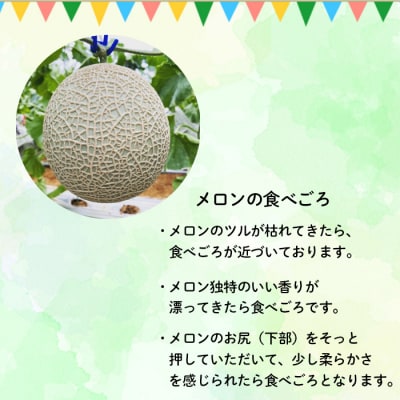 徳之島 天城町 吉川果樹園 アールスメロン Lサイズ 2玉 メロン マスクメロン