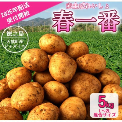先行受付 徳之島 天城町 赤土ばれいしょ 新じゃが 春一番 5kg L～2L 混合サイズ ジャガイモ