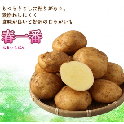 徳之島 天城町 赤土ばれいしょ 新じゃが 春一番 10kg L～2L 混合サイズ ジャガイモ
