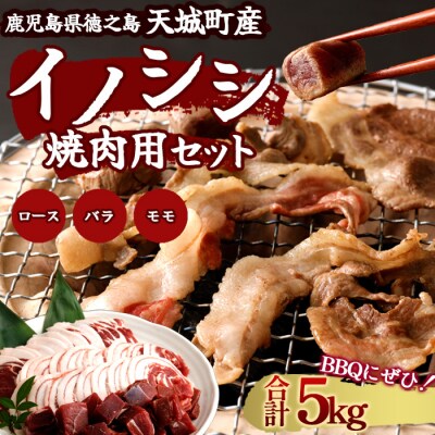 徳之島 天城町 イノシシ 焼肉セット 5kg 猪肉 ジビエ 焼肉 ロース バラ サイコロ