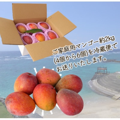 【2026年発送】【先行受付】徳之島 天城町産 島マンゴー園 完熟 マンゴー【ご家庭用】2kg