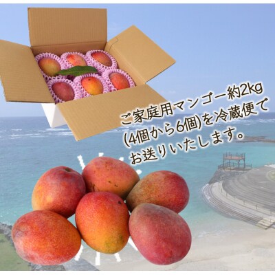 【2026年発送】【先行受付】徳之島 天城町産 島マンゴー園 完熟 マンゴー【ご家庭用】2kg