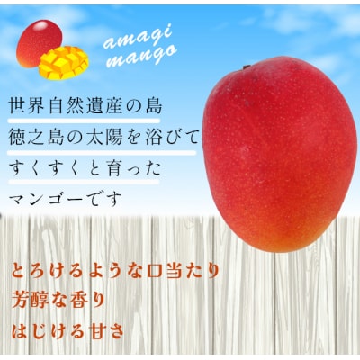 【2026年発送】【数量限定】徳之島 天城町産 完全無加温 完熟 マンゴー 家庭用 2kg