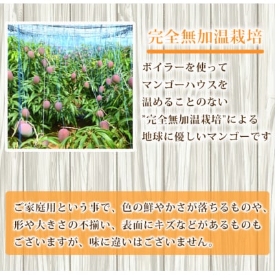 【2026年発送】【数量限定】徳之島 天城町産 完全無加温 完熟 マンゴー 家庭用 2kg