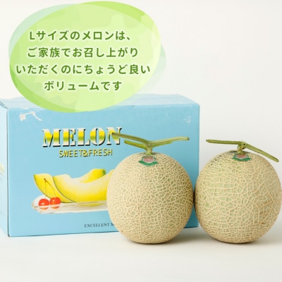徳之島 天城町 吉川果樹園 アールスメロン Lサイズ 2玉 メロン マスクメロン