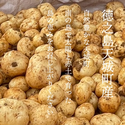 【新じゃが】徳之島 天城町産 赤土じゃがいも 5kg M～2L 混合サイズ 南部ガーデン ジャガイモ