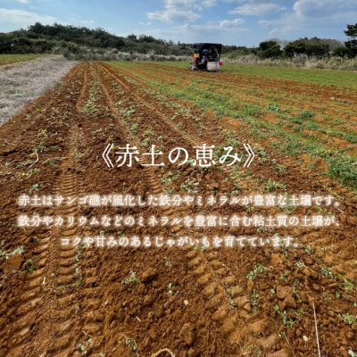 【新じゃが】徳之島 天城町産 赤土じゃがいも 5kg M～2L 混合サイズ 南部ガーデン ジャガイモ