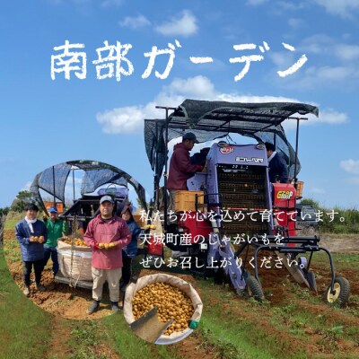 先行受付 徳之島 天城町産 赤土じゃがいも 5kg M～2L 混合サイズ 南部ガーデン ジャガイモ